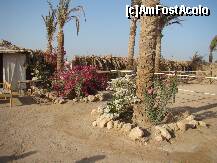 [P11] Frumusetile desertului. » foto by costin1968
 - 
<span class="allrVoted glyphicon glyphicon-heart hidden" id="av153115"></span>
<a class="m-l-10 hidden" id="sv153115" onclick="voting_Foto_DelVot(,153115,3529)" role="button">șterge vot <span class="glyphicon glyphicon-remove"></span></a>
<a id="v9153115" class=" c-red"  onclick="voting_Foto_SetVot(153115)" role="button"><span class="glyphicon glyphicon-heart-empty"></span> <b>LIKE</b> = Votează poza</a> <img class="hidden"  id="f153115W9" src="/imagini/loader.gif" border="0" /><span class="AjErrMes hidden" id="e153115ErM"></span>