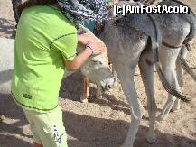 [P06] Magarita Rashida, sugara. » foto by costin1968
 - 
<span class="allrVoted glyphicon glyphicon-heart hidden" id="av153063"></span>
<a class="m-l-10 hidden" id="sv153063" onclick="voting_Foto_DelVot(,153063,3529)" role="button">șterge vot <span class="glyphicon glyphicon-remove"></span></a>
<a id="v9153063" class=" c-red"  onclick="voting_Foto_SetVot(153063)" role="button"><span class="glyphicon glyphicon-heart-empty"></span> <b>LIKE</b> = Votează poza</a> <img class="hidden"  id="f153063W9" src="/imagini/loader.gif" border="0" /><span class="AjErrMes hidden" id="e153063ErM"></span>