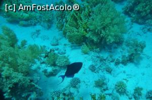 [P03] Pesti si corali » foto by dorgo
 - 
<span class="allrVoted glyphicon glyphicon-heart hidden" id="av1074711"></span>
<a class="m-l-10 hidden" id="sv1074711" onclick="voting_Foto_DelVot(,1074711,3529)" role="button">șterge vot <span class="glyphicon glyphicon-remove"></span></a>
<a id="v91074711" class=" c-red"  onclick="voting_Foto_SetVot(1074711)" role="button"><span class="glyphicon glyphicon-heart-empty"></span> <b>LIKE</b> = Votează poza</a> <img class="hidden"  id="f1074711W9" src="/imagini/loader.gif" border="0" /><span class="AjErrMes hidden" id="e1074711ErM"></span>