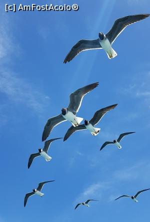 [P05] Suntem insotiti de un stol de pescarusi » foto by dorgo
 - 
<span class="allrVoted glyphicon glyphicon-heart hidden" id="av1074713"></span>
<a class="m-l-10 hidden" id="sv1074713" onclick="voting_Foto_DelVot(,1074713,3529)" role="button">șterge vot <span class="glyphicon glyphicon-remove"></span></a>
<a id="v91074713" class=" c-red"  onclick="voting_Foto_SetVot(1074713)" role="button"><span class="glyphicon glyphicon-heart-empty"></span> <b>LIKE</b> = Votează poza</a> <img class="hidden"  id="f1074713W9" src="/imagini/loader.gif" border="0" /><span class="AjErrMes hidden" id="e1074713ErM"></span>