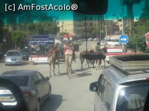 [P18] Prin Cairo, pietonii, caii, magarii si camilele, au prioritate » foto by dorgo
 - 
<span class="allrVoted glyphicon glyphicon-heart hidden" id="av1075595"></span>
<a class="m-l-10 hidden" id="sv1075595" onclick="voting_Foto_DelVot(,1075595,3529)" role="button">șterge vot <span class="glyphicon glyphicon-remove"></span></a>
<a id="v91075595" class=" c-red"  onclick="voting_Foto_SetVot(1075595)" role="button"><span class="glyphicon glyphicon-heart-empty"></span> <b>LIKE</b> = Votează poza</a> <img class="hidden"  id="f1075595W9" src="/imagini/loader.gif" border="0" /><span class="AjErrMes hidden" id="e1075595ErM"></span>