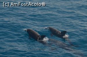 [P05]  -- <small>// FĂRĂ DESCRIERE</small> » foto by sorinilie68
 - 
<span class="allrVoted glyphicon glyphicon-heart hidden" id="av1100353"></span>
<a class="m-l-10 hidden" id="sv1100353" onclick="voting_Foto_DelVot(,1100353,3529)" role="button">șterge vot <span class="glyphicon glyphicon-remove"></span></a>
<a id="v91100353" class=" c-red"  onclick="voting_Foto_SetVot(1100353)" role="button"><span class="glyphicon glyphicon-heart-empty"></span> <b>LIKE</b> = Votează poza</a> <img class="hidden"  id="f1100353W9" src="/imagini/loader.gif" border="0" /><span class="AjErrMes hidden" id="e1100353ErM"></span>