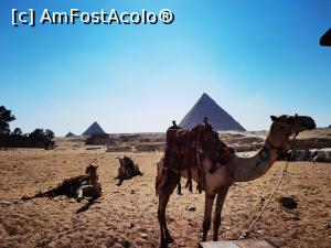 [P03] O poza rapida pana sa apuce sa ceara bani pentru ea proprietarul camilei » foto by Bubbles91
 - 
<span class="allrVoted glyphicon glyphicon-heart hidden" id="av1234186"></span>
<a class="m-l-10 hidden" id="sv1234186" onclick="voting_Foto_DelVot(,1234186,3529)" role="button">șterge vot <span class="glyphicon glyphicon-remove"></span></a>
<a id="v91234186" class=" c-red"  onclick="voting_Foto_SetVot(1234186)" role="button"><span class="glyphicon glyphicon-heart-empty"></span> <b>LIKE</b> = Votează poza</a> <img class="hidden"  id="f1234186W9" src="/imagini/loader.gif" border="0" /><span class="AjErrMes hidden" id="e1234186ErM"></span>