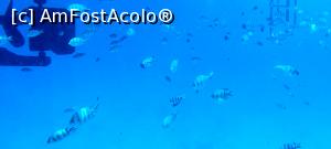 [P34] Snorkeling, Orange Bay » foto by florentina02
 - 
<span class="allrVoted glyphicon glyphicon-heart hidden" id="av1298321"></span>
<a class="m-l-10 hidden" id="sv1298321" onclick="voting_Foto_DelVot(,1298321,3529)" role="button">șterge vot <span class="glyphicon glyphicon-remove"></span></a>
<a id="v91298321" class=" c-red"  onclick="voting_Foto_SetVot(1298321)" role="button"><span class="glyphicon glyphicon-heart-empty"></span> <b>LIKE</b> = Votează poza</a> <img class="hidden"  id="f1298321W9" src="/imagini/loader.gif" border="0" /><span class="AjErrMes hidden" id="e1298321ErM"></span>