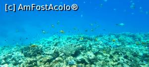 [P35] Snorkeling, Orange Bay » foto by florentina02
 - 
<span class="allrVoted glyphicon glyphicon-heart hidden" id="av1298322"></span>
<a class="m-l-10 hidden" id="sv1298322" onclick="voting_Foto_DelVot(,1298322,3529)" role="button">șterge vot <span class="glyphicon glyphicon-remove"></span></a>
<a id="v91298322" class=" c-red"  onclick="voting_Foto_SetVot(1298322)" role="button"><span class="glyphicon glyphicon-heart-empty"></span> <b>LIKE</b> = Votează poza</a> <img class="hidden"  id="f1298322W9" src="/imagini/loader.gif" border="0" /><span class="AjErrMes hidden" id="e1298322ErM"></span>