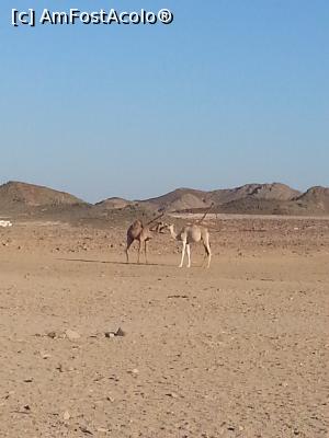 [P33] Iubire de camila » foto by Aliona R
 - 
<span class="allrVoted glyphicon glyphicon-heart hidden" id="av1032718"></span>
<a class="m-l-10 hidden" id="sv1032718" onclick="voting_Foto_DelVot(,1032718,3529)" role="button">șterge vot <span class="glyphicon glyphicon-remove"></span></a>
<a id="v91032718" class=" c-red"  onclick="voting_Foto_SetVot(1032718)" role="button"><span class="glyphicon glyphicon-heart-empty"></span> <b>LIKE</b> = Votează poza</a> <img class="hidden"  id="f1032718W9" src="/imagini/loader.gif" border="0" /><span class="AjErrMes hidden" id="e1032718ErM"></span>