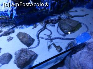 [P09] serpi » foto by Aliona R
 - 
<span class="allrVoted glyphicon glyphicon-heart hidden" id="av1032694"></span>
<a class="m-l-10 hidden" id="sv1032694" onclick="voting_Foto_DelVot(,1032694,3529)" role="button">șterge vot <span class="glyphicon glyphicon-remove"></span></a>
<a id="v91032694" class=" c-red"  onclick="voting_Foto_SetVot(1032694)" role="button"><span class="glyphicon glyphicon-heart-empty"></span> <b>LIKE</b> = Votează poza</a> <img class="hidden"  id="f1032694W9" src="/imagini/loader.gif" border="0" /><span class="AjErrMes hidden" id="e1032694ErM"></span>