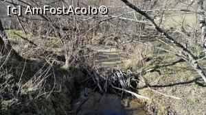 [P02] Mic baraj făcut de castori, tot pe pârâul Drumul Carelor, puțin aval de lacul mare (fotografia anterioară), depresiunea Cașin. Se vede modul de construcție al barajului.  » foto by Lucien
 - 
<span class="allrVoted glyphicon glyphicon-heart hidden" id="av807572"></span>
<a class="m-l-10 hidden" id="sv807572" onclick="voting_Foto_DelVot(,807572,3541)" role="button">șterge vot <span class="glyphicon glyphicon-remove"></span></a>
<a id="v9807572" class=" c-red"  onclick="voting_Foto_SetVot(807572)" role="button"><span class="glyphicon glyphicon-heart-empty"></span> <b>LIKE</b> = Votează poza</a> <img class="hidden"  id="f807572W9" src="/imagini/loader.gif" border="0" /><span class="AjErrMes hidden" id="e807572ErM"></span>