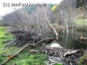 [P24] Imagine spectaculoasă cu lacul mare făcut de castori pe pârâul Dtumul Carelor » foto by Lucien
 - 
<span class="allrVoted glyphicon glyphicon-heart hidden" id="av807594"></span>
<a class="m-l-10 hidden" id="sv807594" onclick="voting_Foto_DelVot(,807594,3541)" role="button">șterge vot <span class="glyphicon glyphicon-remove"></span></a>
<a id="v9807594" class=" c-red"  onclick="voting_Foto_SetVot(807594)" role="button"><span class="glyphicon glyphicon-heart-empty"></span> <b>LIKE</b> = Votează poza</a> <img class="hidden"  id="f807594W9" src="/imagini/loader.gif" border="0" /><span class="AjErrMes hidden" id="e807594ErM"></span>