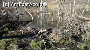 [P29] Detaliu cu capătul barajului care a creat lacul mare de pe pârâul Drumul Carelor. Castorii înalță și extind barajele atât cât este nevoie că apa să aibă exact adâncimea dorită.  » foto by Lucien
 - 
<span class="allrVoted glyphicon glyphicon-heart hidden" id="av807599"></span>
<a class="m-l-10 hidden" id="sv807599" onclick="voting_Foto_DelVot(,807599,3541)" role="button">șterge vot <span class="glyphicon glyphicon-remove"></span></a>
<a id="v9807599" class=" c-red"  onclick="voting_Foto_SetVot(807599)" role="button"><span class="glyphicon glyphicon-heart-empty"></span> <b>LIKE</b> = Votează poza</a> <img class="hidden"  id="f807599W9" src="/imagini/loader.gif" border="0" /><span class="AjErrMes hidden" id="e807599ErM"></span>
