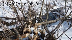 [P07] Detaliu din fotografia anterioară. Se observă modul de tăiere a copacilor.  » foto by Lucien
 - 
<span class="allrVoted glyphicon glyphicon-heart hidden" id="av807577"></span>
<a class="m-l-10 hidden" id="sv807577" onclick="voting_Foto_DelVot(,807577,3541)" role="button">șterge vot <span class="glyphicon glyphicon-remove"></span></a>
<a id="v9807577" class=" c-red"  onclick="voting_Foto_SetVot(807577)" role="button"><span class="glyphicon glyphicon-heart-empty"></span> <b>LIKE</b> = Votează poza</a> <img class="hidden"  id="f807577W9" src="/imagini/loader.gif" border="0" /><span class="AjErrMes hidden" id="e807577ErM"></span>