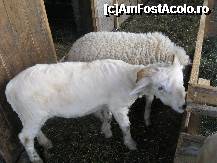 [P10] Doi dintre cei trei mușchetari » foto by bog68
 - 
<span class="allrVoted glyphicon glyphicon-heart hidden" id="av322747"></span>
<a class="m-l-10 hidden" id="sv322747" onclick="voting_Foto_DelVot(,322747,3542)" role="button">șterge vot <span class="glyphicon glyphicon-remove"></span></a>
<a id="v9322747" class=" c-red"  onclick="voting_Foto_SetVot(322747)" role="button"><span class="glyphicon glyphicon-heart-empty"></span> <b>LIKE</b> = Votează poza</a> <img class="hidden"  id="f322747W9" src="/imagini/loader.gif" border="0" /><span class="AjErrMes hidden" id="e322747ErM"></span>