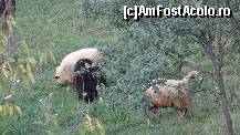[P07] Așa începe procesul cașului cu prune...  » foto by bog68
 - 
<span class="allrVoted glyphicon glyphicon-heart hidden" id="av380326"></span>
<a class="m-l-10 hidden" id="sv380326" onclick="voting_Foto_DelVot(,380326,3542)" role="button">șterge vot <span class="glyphicon glyphicon-remove"></span></a>
<a id="v9380326" class=" c-red"  onclick="voting_Foto_SetVot(380326)" role="button"><span class="glyphicon glyphicon-heart-empty"></span> <b>LIKE</b> = Votează poza</a> <img class="hidden"  id="f380326W9" src="/imagini/loader.gif" border="0" /><span class="AjErrMes hidden" id="e380326ErM"></span>
