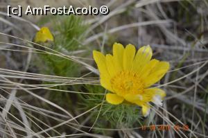 [P31] O floare ocrotită de lege, dacă am văzut eu bine pe panourile din zonă.  » foto by KSV
 - 
<span class="allrVoted glyphicon glyphicon-heart hidden" id="av1072289"></span>
<a class="m-l-10 hidden" id="sv1072289" onclick="voting_Foto_DelVot(,1072289,3566)" role="button">șterge vot <span class="glyphicon glyphicon-remove"></span></a>
<a id="v91072289" class=" c-red"  onclick="voting_Foto_SetVot(1072289)" role="button"><span class="glyphicon glyphicon-heart-empty"></span> <b>LIKE</b> = Votează poza</a> <img class="hidden"  id="f1072289W9" src="/imagini/loader.gif" border="0" /><span class="AjErrMes hidden" id="e1072289ErM"></span>