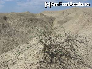 [P18] Plante care rezistă în acest tip de sol - Pâclele Mici, Buzău.  » foto by tata123 🔱
 - 
<span class="allrVoted glyphicon glyphicon-heart hidden" id="av699657"></span>
<a class="m-l-10 hidden" id="sv699657" onclick="voting_Foto_DelVot(,699657,3566)" role="button">șterge vot <span class="glyphicon glyphicon-remove"></span></a>
<a id="v9699657" class=" c-red"  onclick="voting_Foto_SetVot(699657)" role="button"><span class="glyphicon glyphicon-heart-empty"></span> <b>LIKE</b> = Votează poza</a> <img class="hidden"  id="f699657W9" src="/imagini/loader.gif" border="0" /><span class="AjErrMes hidden" id="e699657ErM"></span>