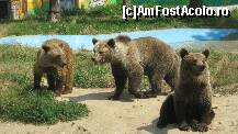 [P43] parcul zoo Targoviste » foto by cristi82d
 - 
<span class="allrVoted glyphicon glyphicon-heart hidden" id="av110572"></span>
<a class="m-l-10 hidden" id="sv110572" onclick="voting_Foto_DelVot(,110572,3568)" role="button">șterge vot <span class="glyphicon glyphicon-remove"></span></a>
<a id="v9110572" class=" c-red"  onclick="voting_Foto_SetVot(110572)" role="button"><span class="glyphicon glyphicon-heart-empty"></span> <b>LIKE</b> = Votează poza</a> <img class="hidden"  id="f110572W9" src="/imagini/loader.gif" border="0" /><span class="AjErrMes hidden" id="e110572ErM"></span>