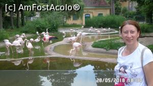 [P25] Grădina Zoo de la Schonbrunn » foto by ungureanica
 - 
<span class="allrVoted glyphicon glyphicon-heart hidden" id="av977818"></span>
<a class="m-l-10 hidden" id="sv977818" onclick="voting_Foto_DelVot(,977818,3569)" role="button">șterge vot <span class="glyphicon glyphicon-remove"></span></a>
<a id="v9977818" class=" c-red"  onclick="voting_Foto_SetVot(977818)" role="button"><span class="glyphicon glyphicon-heart-empty"></span> <b>LIKE</b> = Votează poza</a> <img class="hidden"  id="f977818W9" src="/imagini/loader.gif" border="0" /><span class="AjErrMes hidden" id="e977818ErM"></span>