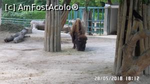 [P27] Grădina Zoo de la Schonbrunn » foto by ungureanica
 - 
<span class="allrVoted glyphicon glyphicon-heart hidden" id="av977822"></span>
<a class="m-l-10 hidden" id="sv977822" onclick="voting_Foto_DelVot(,977822,3569)" role="button">șterge vot <span class="glyphicon glyphicon-remove"></span></a>
<a id="v9977822" class=" c-red"  onclick="voting_Foto_SetVot(977822)" role="button"><span class="glyphicon glyphicon-heart-empty"></span> <b>LIKE</b> = Votează poza</a> <img class="hidden"  id="f977822W9" src="/imagini/loader.gif" border="0" /><span class="AjErrMes hidden" id="e977822ErM"></span>