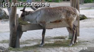 [P29] Grădina Zoo de la Schonbrunn » foto by ungureanica
 - 
<span class="allrVoted glyphicon glyphicon-heart hidden" id="av977825"></span>
<a class="m-l-10 hidden" id="sv977825" onclick="voting_Foto_DelVot(,977825,3569)" role="button">șterge vot <span class="glyphicon glyphicon-remove"></span></a>
<a id="v9977825" class=" c-red"  onclick="voting_Foto_SetVot(977825)" role="button"><span class="glyphicon glyphicon-heart-empty"></span> <b>LIKE</b> = Votează poza</a> <img class="hidden"  id="f977825W9" src="/imagini/loader.gif" border="0" /><span class="AjErrMes hidden" id="e977825ErM"></span>