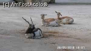 [P30] Grădina Zoo de la Schonbrunn » foto by ungureanica
 - 
<span class="allrVoted glyphicon glyphicon-heart hidden" id="av977827"></span>
<a class="m-l-10 hidden" id="sv977827" onclick="voting_Foto_DelVot(,977827,3569)" role="button">șterge vot <span class="glyphicon glyphicon-remove"></span></a>
<a id="v9977827" class=" c-red"  onclick="voting_Foto_SetVot(977827)" role="button"><span class="glyphicon glyphicon-heart-empty"></span> <b>LIKE</b> = Votează poza</a> <img class="hidden"  id="f977827W9" src="/imagini/loader.gif" border="0" /><span class="AjErrMes hidden" id="e977827ErM"></span>