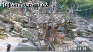 [P32] Grădina Zoo de la Schonbrunn » foto by ungureanica
 - 
<span class="allrVoted glyphicon glyphicon-heart hidden" id="av977830"></span>
<a class="m-l-10 hidden" id="sv977830" onclick="voting_Foto_DelVot(,977830,3569)" role="button">șterge vot <span class="glyphicon glyphicon-remove"></span></a>
<a id="v9977830" class=" c-red"  onclick="voting_Foto_SetVot(977830)" role="button"><span class="glyphicon glyphicon-heart-empty"></span> <b>LIKE</b> = Votează poza</a> <img class="hidden"  id="f977830W9" src="/imagini/loader.gif" border="0" /><span class="AjErrMes hidden" id="e977830ErM"></span>