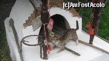 [P25]  -- <small>// FĂRĂ DESCRIERE</small> » foto by cristi82d
 - 
<span class="allrVoted glyphicon glyphicon-heart hidden" id="av143298"></span>
<a class="m-l-10 hidden" id="sv143298" onclick="voting_Foto_DelVot(,143298,3571)" role="button">șterge vot <span class="glyphicon glyphicon-remove"></span></a>
<a id="v9143298" class=" c-red"  onclick="voting_Foto_SetVot(143298)" role="button"><span class="glyphicon glyphicon-heart-empty"></span> <b>LIKE</b> = Votează poza</a> <img class="hidden"  id="f143298W9" src="/imagini/loader.gif" border="0" /><span class="AjErrMes hidden" id="e143298ErM"></span>