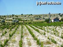 [P03] desi solul nu este la fel de negru ca cel de la noi, in zona se cultiva fructe, legume, vie, si cu productii impresionante » foto by C.Todi
 - 
<span class="allrVoted glyphicon glyphicon-heart hidden" id="av216959"></span>
<a class="m-l-10 hidden" id="sv216959" onclick="voting_Foto_DelVot(,216959,3573)" role="button">șterge vot <span class="glyphicon glyphicon-remove"></span></a>
<a id="v9216959" class=" c-red"  onclick="voting_Foto_SetVot(216959)" role="button"><span class="glyphicon glyphicon-heart-empty"></span> <b>LIKE</b> = Votează poza</a> <img class="hidden"  id="f216959W9" src="/imagini/loader.gif" border="0" /><span class="AjErrMes hidden" id="e216959ErM"></span>