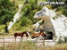 [P30] capadocia - tinutul cailor frumosi - dar acestia au fost cam singurii pe care i-am vazut » foto by C.Todi
 - 
<span class="allrVoted glyphicon glyphicon-heart hidden" id="av217024"></span>
<a class="m-l-10 hidden" id="sv217024" onclick="voting_Foto_DelVot(,217024,3573)" role="button">șterge vot <span class="glyphicon glyphicon-remove"></span></a>
<a id="v9217024" class=" c-red"  onclick="voting_Foto_SetVot(217024)" role="button"><span class="glyphicon glyphicon-heart-empty"></span> <b>LIKE</b> = Votează poza</a> <img class="hidden"  id="f217024W9" src="/imagini/loader.gif" border="0" /><span class="AjErrMes hidden" id="e217024ErM"></span>