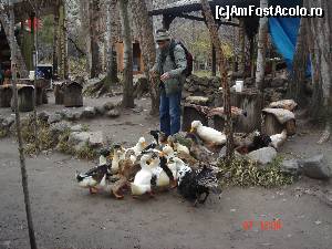 [P38] Ozy hraneste ratele si gastele » foto by crismis
 - 
<span class="allrVoted glyphicon glyphicon-heart hidden" id="av580421"></span>
<a class="m-l-10 hidden" id="sv580421" onclick="voting_Foto_DelVot(,580421,3573)" role="button">șterge vot <span class="glyphicon glyphicon-remove"></span></a>
<a id="v9580421" class=" c-red"  onclick="voting_Foto_SetVot(580421)" role="button"><span class="glyphicon glyphicon-heart-empty"></span> <b>LIKE</b> = Votează poza</a> <img class="hidden"  id="f580421W9" src="/imagini/loader.gif" border="0" /><span class="AjErrMes hidden" id="e580421ErM"></span>