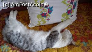 [P14] Bebek Muzesi-pisicul somnoros » foto by chrisstina
 - 
<span class="allrVoted glyphicon glyphicon-heart hidden" id="av764152"></span>
<a class="m-l-10 hidden" id="sv764152" onclick="voting_Foto_DelVot(,764152,3573)" role="button">șterge vot <span class="glyphicon glyphicon-remove"></span></a>
<a id="v9764152" class=" c-red"  onclick="voting_Foto_SetVot(764152)" role="button"><span class="glyphicon glyphicon-heart-empty"></span> <b>LIKE</b> = Votează poza</a> <img class="hidden"  id="f764152W9" src="/imagini/loader.gif" border="0" /><span class="AjErrMes hidden" id="e764152ErM"></span>