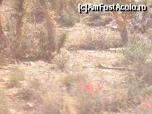 [P42] cactusi infloriti, la iesire din rezervatie » foto by grecudoina
 - 
<span class="allrVoted glyphicon glyphicon-heart hidden" id="av357112"></span>
<a class="m-l-10 hidden" id="sv357112" onclick="voting_Foto_DelVot(,357112,3574)" role="button">șterge vot <span class="glyphicon glyphicon-remove"></span></a>
<a id="v9357112" class=" c-red"  onclick="voting_Foto_SetVot(357112)" role="button"><span class="glyphicon glyphicon-heart-empty"></span> <b>LIKE</b> = Votează poza</a> <img class="hidden"  id="f357112W9" src="/imagini/loader.gif" border="0" /><span class="AjErrMes hidden" id="e357112ErM"></span>