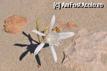 [P06] Flori in Elafonisos » foto by gabivl
 - 
<span class="allrVoted glyphicon glyphicon-heart hidden" id="av179431"></span>
<a class="m-l-10 hidden" id="sv179431" onclick="voting_Foto_DelVot(,179431,3576)" role="button">șterge vot <span class="glyphicon glyphicon-remove"></span></a>
<a id="v9179431" class=" c-red"  onclick="voting_Foto_SetVot(179431)" role="button"><span class="glyphicon glyphicon-heart-empty"></span> <b>LIKE</b> = Votează poza</a> <img class="hidden"  id="f179431W9" src="/imagini/loader.gif" border="0" /><span class="AjErrMes hidden" id="e179431ErM"></span>
