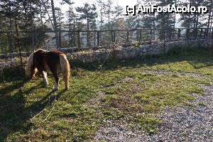 [P30] Un frumos ponei care păștea liniștit.  » foto by Utube
 - 
<span class="allrVoted glyphicon glyphicon-heart hidden" id="av395081"></span>
<a class="m-l-10 hidden" id="sv395081" onclick="voting_Foto_DelVot(,395081,3588)" role="button">șterge vot <span class="glyphicon glyphicon-remove"></span></a>
<a id="v9395081" class=" c-red"  onclick="voting_Foto_SetVot(395081)" role="button"><span class="glyphicon glyphicon-heart-empty"></span> <b>LIKE</b> = Votează poza</a> <img class="hidden"  id="f395081W9" src="/imagini/loader.gif" border="0" /><span class="AjErrMes hidden" id="e395081ErM"></span>