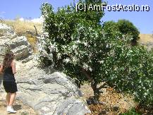 [P12] Grota celor 7 adormiti Efes - turist privind copacul » foto by biancuta
 - 
<span class="allrVoted glyphicon glyphicon-heart hidden" id="av95239"></span>
<a class="m-l-10 hidden" id="sv95239" onclick="voting_Foto_DelVot(,95239,3592)" role="button">șterge vot <span class="glyphicon glyphicon-remove"></span></a>
<a id="v995239" class=" c-red"  onclick="voting_Foto_SetVot(95239)" role="button"><span class="glyphicon glyphicon-heart-empty"></span> <b>LIKE</b> = Votează poza</a> <img class="hidden"  id="f95239W9" src="/imagini/loader.gif" border="0" /><span class="AjErrMes hidden" id="e95239ErM"></span>