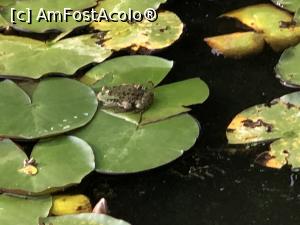 [P07] broscutza oac face baie-n lac » foto by Dan&Ema
 - 
<span class="allrVoted glyphicon glyphicon-heart hidden" id="av1186215"></span>
<a class="m-l-10 hidden" id="sv1186215" onclick="voting_Foto_DelVot(,1186215,3601)" role="button">șterge vot <span class="glyphicon glyphicon-remove"></span></a>
<a id="v91186215" class=" c-red"  onclick="voting_Foto_SetVot(1186215)" role="button"><span class="glyphicon glyphicon-heart-empty"></span> <b>LIKE</b> = Votează poza</a> <img class="hidden"  id="f1186215W9" src="/imagini/loader.gif" border="0" /><span class="AjErrMes hidden" id="e1186215ErM"></span>