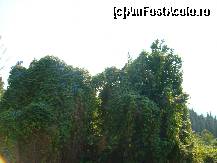 [P27] multe plante agatatoare verzi si cu flori pe micutul drum spre plaja... » foto by sandu.53
 - 
<span class="allrVoted glyphicon glyphicon-heart hidden" id="av265346"></span>
<a class="m-l-10 hidden" id="sv265346" onclick="voting_Foto_DelVot(,265346,3604)" role="button">șterge vot <span class="glyphicon glyphicon-remove"></span></a>
<a id="v9265346" class=" c-red"  onclick="voting_Foto_SetVot(265346)" role="button"><span class="glyphicon glyphicon-heart-empty"></span> <b>LIKE</b> = Votează poza</a> <img class="hidden"  id="f265346W9" src="/imagini/loader.gif" border="0" /><span class="AjErrMes hidden" id="e265346ErM"></span>