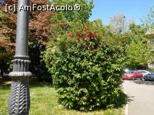 [P07] Copăcei înfloriți.  » foto by maryka
 - 
<span class="allrVoted glyphicon glyphicon-heart hidden" id="av962412"></span>
<a class="m-l-10 hidden" id="sv962412" onclick="voting_Foto_DelVot(,962412,3615)" role="button">șterge vot <span class="glyphicon glyphicon-remove"></span></a>
<a id="v9962412" class=" c-red"  onclick="voting_Foto_SetVot(962412)" role="button"><span class="glyphicon glyphicon-heart-empty"></span> <b>LIKE</b> = Votează poza</a> <img class="hidden"  id="f962412W9" src="/imagini/loader.gif" border="0" /><span class="AjErrMes hidden" id="e962412ErM"></span>
