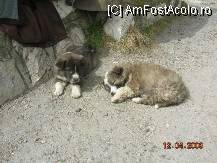 [P01] Intr-o parcare de pe la Podu Dambovitei, localnicii aveau catelusi de vanzare. » foto by mcosmin
 - 
<span class="allrVoted glyphicon glyphicon-heart hidden" id="av34538"></span>
<a class="m-l-10 hidden" id="sv34538" onclick="voting_Foto_DelVot(,34538,3615)" role="button">șterge vot <span class="glyphicon glyphicon-remove"></span></a>
<a id="v934538" class=" c-red"  onclick="voting_Foto_SetVot(34538)" role="button"><span class="glyphicon glyphicon-heart-empty"></span> <b>LIKE</b> = Votează poza</a> <img class="hidden"  id="f34538W9" src="/imagini/loader.gif" border="0" /><span class="AjErrMes hidden" id="e34538ErM"></span>