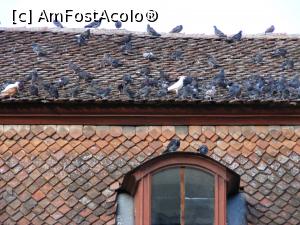 [P09] Aglomeratie mare de porumbei pe acest acoperis.  » foto by liviu49
 - 
<span class="allrVoted glyphicon glyphicon-heart hidden" id="av927891"></span>
<a class="m-l-10 hidden" id="sv927891" onclick="voting_Foto_DelVot(,927891,3615)" role="button">șterge vot <span class="glyphicon glyphicon-remove"></span></a>
<a id="v9927891" class=" c-red"  onclick="voting_Foto_SetVot(927891)" role="button"><span class="glyphicon glyphicon-heart-empty"></span> <b>LIKE</b> = Votează poza</a> <img class="hidden"  id="f927891W9" src="/imagini/loader.gif" border="0" /><span class="AjErrMes hidden" id="e927891ErM"></span>