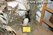 [P21] O raţă (cârâitoare) împăiată din Turnul Vânătorilor » foto by Costi
 - 
<span class="allrVoted glyphicon glyphicon-heart hidden" id="av62506"></span>
<a class="m-l-10 hidden" id="sv62506" onclick="voting_Foto_DelVot(,62506,3615)" role="button">șterge vot <span class="glyphicon glyphicon-remove"></span></a>
<a id="v962506" class=" c-red"  onclick="voting_Foto_SetVot(62506)" role="button"><span class="glyphicon glyphicon-heart-empty"></span> <b>LIKE</b> = Votează poza</a> <img class="hidden"  id="f62506W9" src="/imagini/loader.gif" border="0" /><span class="AjErrMes hidden" id="e62506ErM"></span>