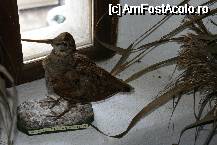 [P23] Un sitar împăiat, care parcă ar vrea să iasă pe fereastră » foto by Costi
 - 
<span class="allrVoted glyphicon glyphicon-heart hidden" id="av62508"></span>
<a class="m-l-10 hidden" id="sv62508" onclick="voting_Foto_DelVot(,62508,3615)" role="button">șterge vot <span class="glyphicon glyphicon-remove"></span></a>
<a id="v962508" class=" c-red"  onclick="voting_Foto_SetVot(62508)" role="button"><span class="glyphicon glyphicon-heart-empty"></span> <b>LIKE</b> = Votează poza</a> <img class="hidden"  id="f62508W9" src="/imagini/loader.gif" border="0" /><span class="AjErrMes hidden" id="e62508ErM"></span>