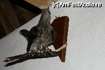 [P24] Un cuc împăiat » foto by Costi
 - 
<span class="allrVoted glyphicon glyphicon-heart hidden" id="av62509"></span>
<a class="m-l-10 hidden" id="sv62509" onclick="voting_Foto_DelVot(,62509,3615)" role="button">șterge vot <span class="glyphicon glyphicon-remove"></span></a>
<a id="v962509" class=" c-red"  onclick="voting_Foto_SetVot(62509)" role="button"><span class="glyphicon glyphicon-heart-empty"></span> <b>LIKE</b> = Votează poza</a> <img class="hidden"  id="f62509W9" src="/imagini/loader.gif" border="0" /><span class="AjErrMes hidden" id="e62509ErM"></span>