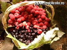 [P09] cosulete cu fructe 'de la munte' » foto by ms65
 - 
<span class="allrVoted glyphicon glyphicon-heart hidden" id="av77504"></span>
<a class="m-l-10 hidden" id="sv77504" onclick="voting_Foto_DelVot(,77504,3615)" role="button">șterge vot <span class="glyphicon glyphicon-remove"></span></a>
<a id="v977504" class=" c-red"  onclick="voting_Foto_SetVot(77504)" role="button"><span class="glyphicon glyphicon-heart-empty"></span> <b>LIKE</b> = Votează poza</a> <img class="hidden"  id="f77504W9" src="/imagini/loader.gif" border="0" /><span class="AjErrMes hidden" id="e77504ErM"></span>
