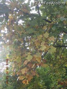 [P45] Parcul Central » foto by abbilbal*
 - 
<span class="allrVoted glyphicon glyphicon-heart hidden" id="av84087"></span>
<a class="m-l-10 hidden" id="sv84087" onclick="voting_Foto_DelVot(,84087,3615)" role="button">șterge vot <span class="glyphicon glyphicon-remove"></span></a>
<a id="v984087" class=" c-red"  onclick="voting_Foto_SetVot(84087)" role="button"><span class="glyphicon glyphicon-heart-empty"></span> <b>LIKE</b> = Votează poza</a> <img class="hidden"  id="f84087W9" src="/imagini/loader.gif" border="0" /><span class="AjErrMes hidden" id="e84087ErM"></span>