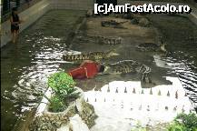 [P15] Dresură de crocodili la Samphran Park » foto by badge®
 - 
<span class="allrVoted glyphicon glyphicon-heart hidden" id="av171214"></span>
<a class="m-l-10 hidden" id="sv171214" onclick="voting_Foto_DelVot(,171214,3625)" role="button">șterge vot <span class="glyphicon glyphicon-remove"></span></a>
<a id="v9171214" class=" c-red"  onclick="voting_Foto_SetVot(171214)" role="button"><span class="glyphicon glyphicon-heart-empty"></span> <b>LIKE</b> = Votează poza</a> <img class="hidden"  id="f171214W9" src="/imagini/loader.gif" border="0" /><span class="AjErrMes hidden" id="e171214ErM"></span>