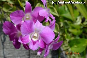 [P17] poate aveti nevoie de energia unei flori de orhidee » foto by andreea72
 - 
<span class="allrVoted glyphicon glyphicon-heart hidden" id="av559863"></span>
<a class="m-l-10 hidden" id="sv559863" onclick="voting_Foto_DelVot(,559863,3625)" role="button">șterge vot <span class="glyphicon glyphicon-remove"></span></a>
<a id="v9559863" class=" c-red"  onclick="voting_Foto_SetVot(559863)" role="button"><span class="glyphicon glyphicon-heart-empty"></span> <b>LIKE</b> = Votează poza</a> <img class="hidden"  id="f559863W9" src="/imagini/loader.gif" border="0" /><span class="AjErrMes hidden" id="e559863ErM"></span>