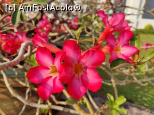 [P40] Marele Palat; detaliu » foto by crismis
 - 
<span class="allrVoted glyphicon glyphicon-heart hidden" id="av1362825"></span>
<a class="m-l-10 hidden" id="sv1362825" onclick="voting_Foto_DelVot(,1362825,3625)" role="button">șterge vot <span class="glyphicon glyphicon-remove"></span></a>
<a id="v91362825" class=" c-red"  onclick="voting_Foto_SetVot(1362825)" role="button"><span class="glyphicon glyphicon-heart-empty"></span> <b>LIKE</b> = Votează poza</a> <img class="hidden"  id="f1362825W9" src="/imagini/loader.gif" border="0" /><span class="AjErrMes hidden" id="e1362825ErM"></span>