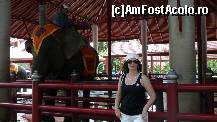 [P10] alegandu-ne elefantii la  Nong Nooch Village, Thailanda. » foto by ARA
 - 
<span class="allrVoted glyphicon glyphicon-heart hidden" id="av76794"></span>
<a class="m-l-10 hidden" id="sv76794" onclick="voting_Foto_DelVot(,76794,3625)" role="button">șterge vot <span class="glyphicon glyphicon-remove"></span></a>
<a id="v976794" class=" c-red"  onclick="voting_Foto_SetVot(76794)" role="button"><span class="glyphicon glyphicon-heart-empty"></span> <b>LIKE</b> = Votează poza</a> <img class="hidden"  id="f76794W9" src="/imagini/loader.gif" border="0" /><span class="AjErrMes hidden" id="e76794ErM"></span>