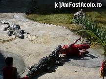 [P09] dresura de crocodili la cea mai mare ferma de acest tip din lume, avea cam 40.000 exemplare,Samut Prakan. » foto by ARA
 - 
<span class="allrVoted glyphicon glyphicon-heart hidden" id="av76793"></span>
<a class="m-l-10 hidden" id="sv76793" onclick="voting_Foto_DelVot(,76793,3625)" role="button">șterge vot <span class="glyphicon glyphicon-remove"></span></a>
<a id="v976793" class=" c-red"  onclick="voting_Foto_SetVot(76793)" role="button"><span class="glyphicon glyphicon-heart-empty"></span> <b>LIKE</b> = Votează poza</a> <img class="hidden"  id="f76793W9" src="/imagini/loader.gif" border="0" /><span class="AjErrMes hidden" id="e76793ErM"></span>