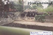 [P05] Bangkok-fera de crocodili » foto by Michi
 - 
<span class="allrVoted glyphicon glyphicon-heart hidden" id="av112786"></span>
<a class="m-l-10 hidden" id="sv112786" onclick="voting_Foto_DelVot(,112786,3625)" role="button">șterge vot <span class="glyphicon glyphicon-remove"></span></a>
<a id="v9112786" class=" c-red"  onclick="voting_Foto_SetVot(112786)" role="button"><span class="glyphicon glyphicon-heart-empty"></span> <b>LIKE</b> = Votează poza</a> <img class="hidden"  id="f112786W9" src="/imagini/loader.gif" border="0" /><span class="AjErrMes hidden" id="e112786ErM"></span>